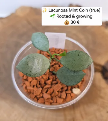 Hoya lacunosa Mint Coin (True), Bewurzelte Pflanze