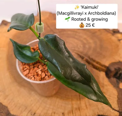 Hoya 'Kaimuki' (Macgillivrayi x Archboldiana), Bewurzelte Pflanze