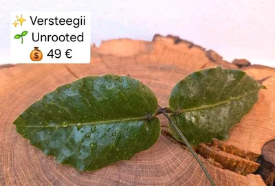 Hoya Versteegii, Steckling