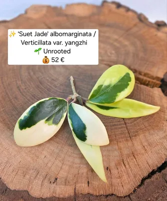 Hoya 'Suet Jade' Albomarginata Verticillata var. Yangzhi, Bewurzelte Pflanze