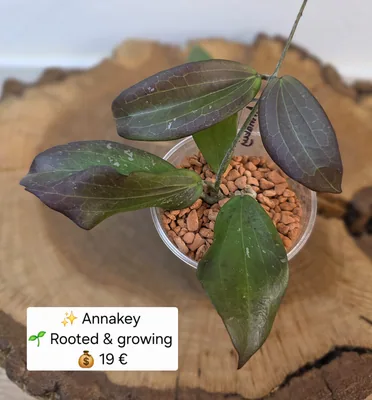 Hoya Annakey, Bewurzelte Pflanze