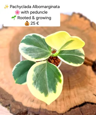 Hoya pachyclada Albomarginata, Bewurzelte Pflanze