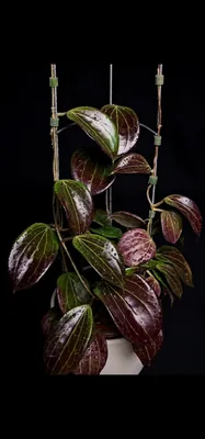 Hoya Quinquenervia, Steckling