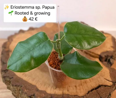Hoya eriostemma sp. Papua, Bewurzelte Pflanze