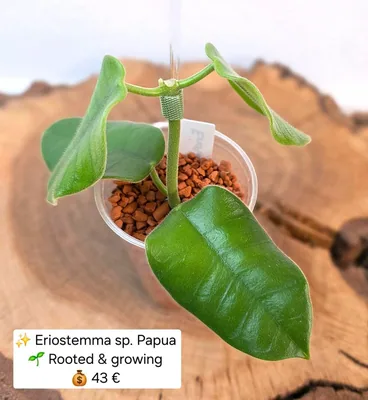 Hoya eriostemma sp. Papua, Bewurzelte Pflanze