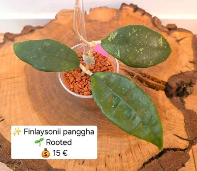 Hoya finlaysonii 'Panggha', Steckling