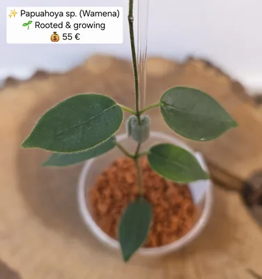 Hoya Papuahoya sp. Wamena, Bewurzelte Pflanze