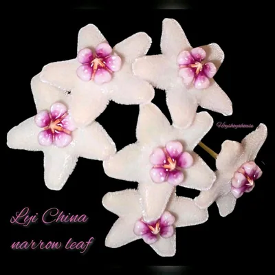 Hoya LYI China Narrow Leaf, Steckling