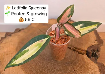 Hoya latifolia Queensy, Steckling