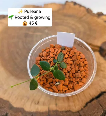 Hoya pulleana, Bewurzelte Pflanze