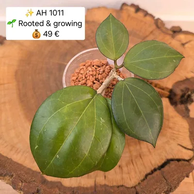 Hoya AH 1011, Bewurzelte Pflanze