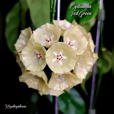 Hoya cystiantha Ted Green, Steckling