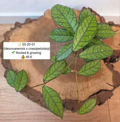 Hoya SS 20-01 (Desvouexensis x Crassipetiolata), Bewurzelte Pflanze