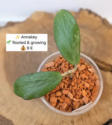 Hoya Annakey, Bewurzelte Pflanze