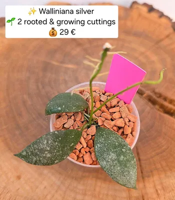 Hoya walliniana Silver, Bewurzelte Pflanze