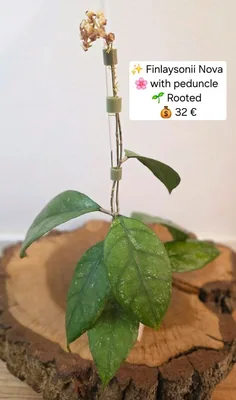 Hoya finlaysonii Nova, Bewurzelte Pflanze