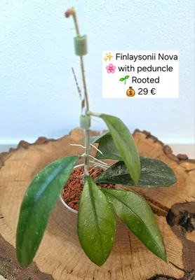 Hoya finlaysonii Nova, Bewurzelte Pflanze