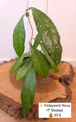 Hoya finlaysonii Nova, Bewurzelte Pflanze