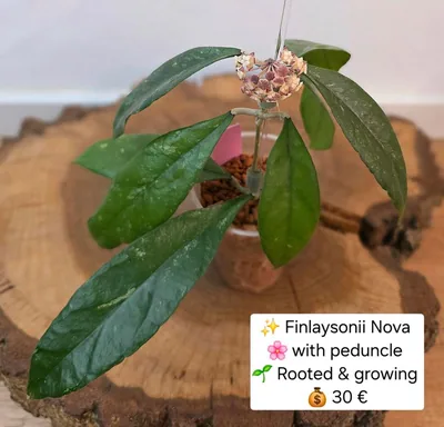 Hoya finlaysonii Nova, Bewurzelte Pflanze
