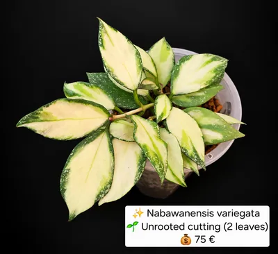 Hoya nabawanensis Variegata, Steckling