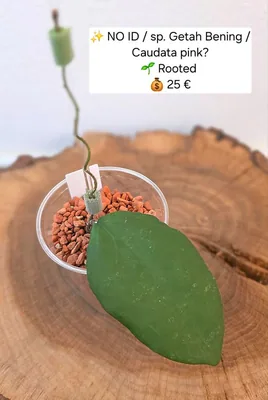 Hoya no ID / sp. Getah Bening (Caudata Pink?), Bewurzelte Pflanze