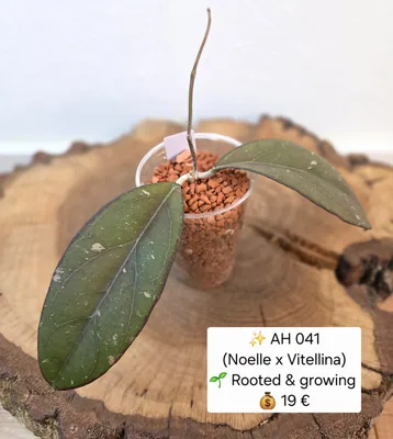 Hoya AH041 (Noelle x Vitellina), Bewurzelte Pflanze