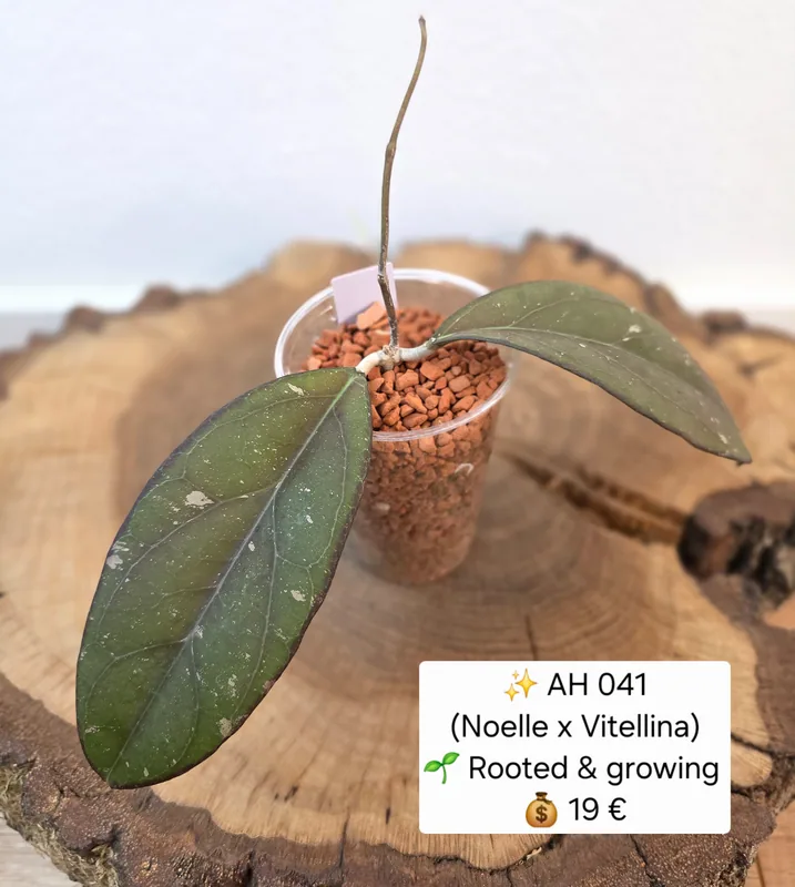 Hoya AH041 (Noelle x Vitellina), Bewurzelte Pflanze
