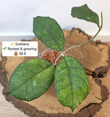 Hoya ‘Svetlana’ – EPC-959 (Deykeae x Finlaysonii), Bewurzelte Pflanze