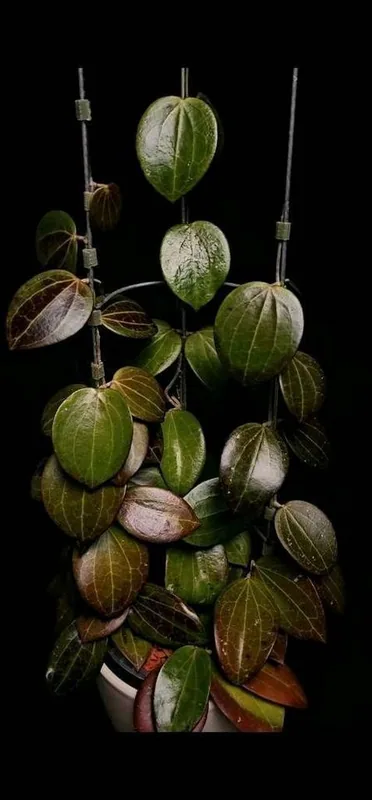 Hoya genieve (MB0001 x Nicholsoniae), Steckling