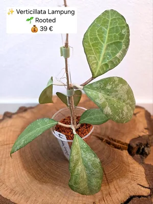 Hoya verticillata Lampung (Splash), Bewurzelte Pflanze
