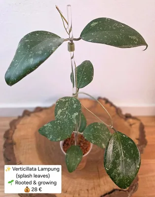 Hoya verticillata Lampung (Splash), Bewurzelte Pflanze