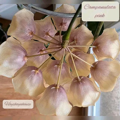 Hoya campanulata Pink, Bewurzelte Pflanze