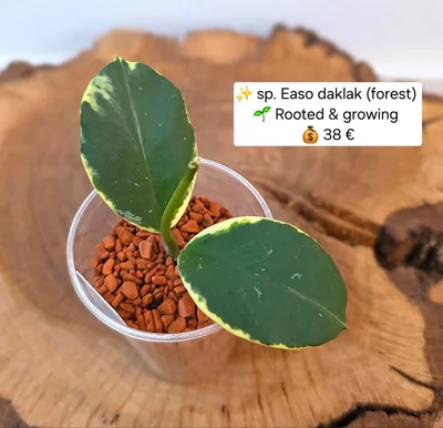 Hoya sp. Easo Daklak (Forest), Bewurzelte Pflanze