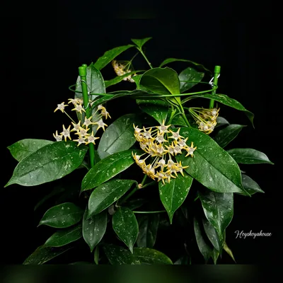 Hoya Occultata Splash Yellow, Steckling