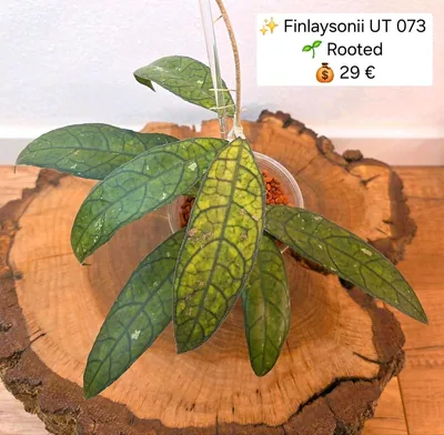 Hoya finlaysonii UT 073, Steckling