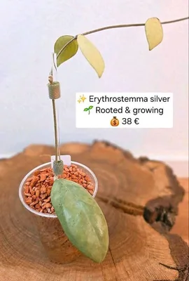 Hoya erythrostemma Silver, Bewurzelte Pflanze