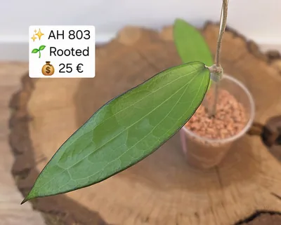 Hoya AH 803, Bewurzelte Pflanze