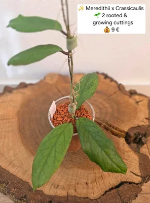 Hoya meredithii x Crassicaulis, Steckling