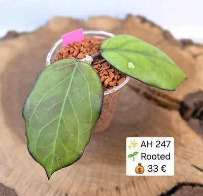 Hoya AH 247, Bewurzelte Pflanze