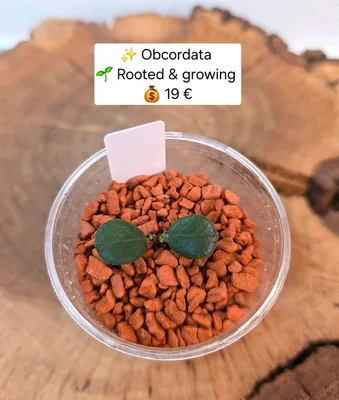 Hoya obcordata, Bewurzelte Pflanze