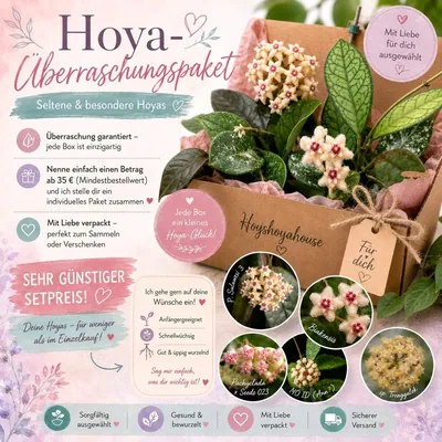 Hoya überraschungspaket, Bewurzelte Pflanze
