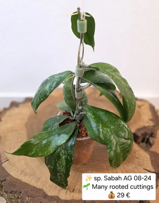 Hoya sp. Sabah AG 08-24, Bewurzelte Pflanze