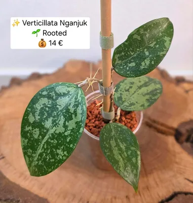 Hoya verticillata Nganjuk, Bewurzelte Pflanze