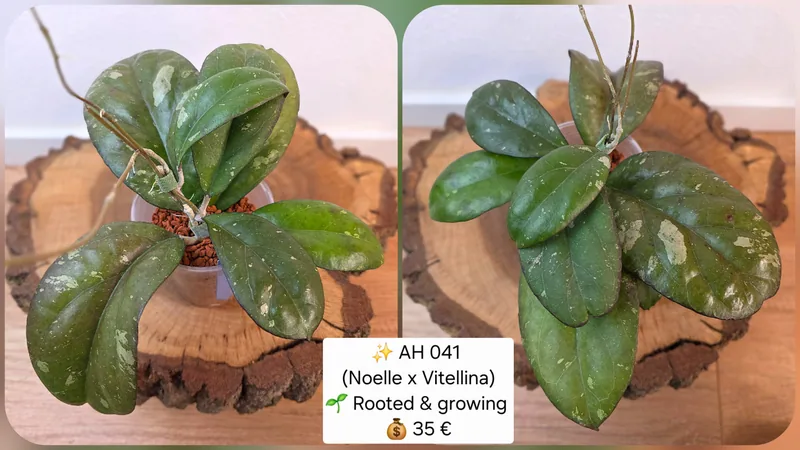 Hoya AH041 (Noelle x Vitellina), Bewurzelte Pflanze