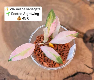 Hoya walliniana Variegata, Bewurzelte Pflanze