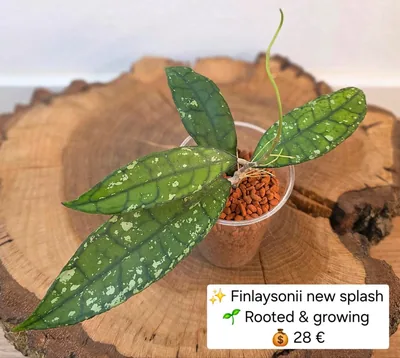 Hoya finlaysonii NEW Splash, Steckling