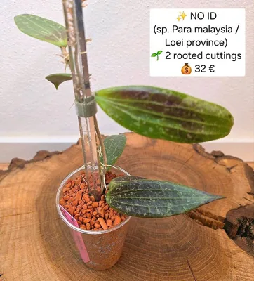 Hoya no ID / sp. Para Malaysia (Evtl. Loei Province), Bewurzelte Pflanze