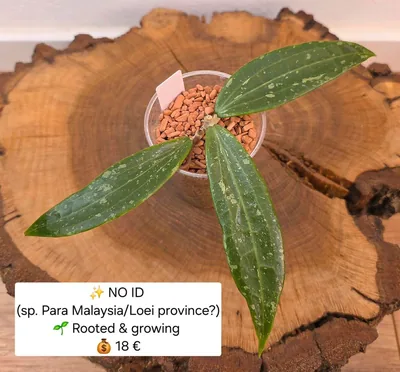 Hoya no ID / sp. Para Malaysia (Evtl. Loei Province), Bewurzelte Pflanze