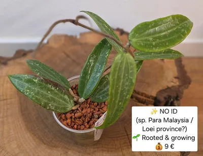 Hoya no ID / sp. Para Malaysia (Evtl. Loei Province), Bewurzelte Pflanze