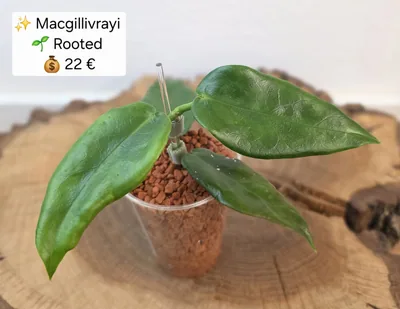 Hoya Macgillivrayi, Bewurzelte Pflanze